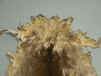 羌皮藏品圖，第2張