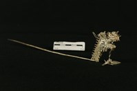 銀飾(龍頭釵)藏品圖，第2張