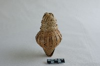 蟲簍藏品圖，第1張