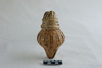 蟲簍藏品圖，第2張