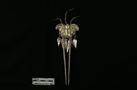 頭花藏品圖，第1張