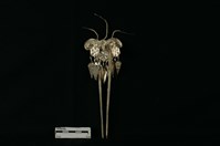 頭花藏品圖，第2張