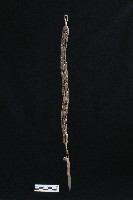 頭花藏品圖，第1張