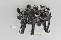 頭花藏品圖，第1張