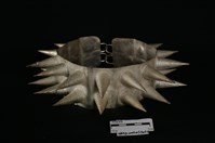 頭花藏品圖，第1張