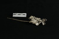 頭花藏品圖，第1張