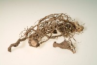 kawa樹根藏品圖，第1張