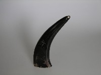 牛角酒器藏品圖，第1張