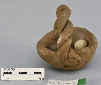 鳥蛋藏品圖，第2張