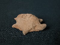 烏龜藏品圖，第1張