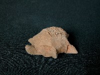 烏龜藏品圖，第2張