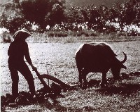 犁田相片藏品圖，第1張