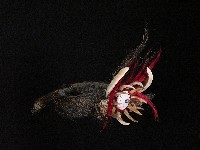 帽飾藏品圖，第2張