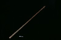 標槍藏品圖，第2張