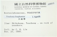 葉苔, 小海帶藏品圖，第2張