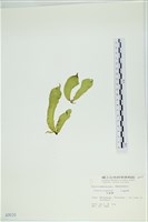 葉苔, 小海帶藏品圖，第3張