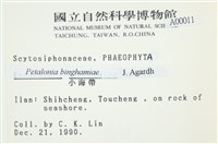 葉苔, 小海帶藏品圖，第2張