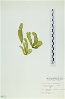 葉苔, 小海帶藏品圖，第3張