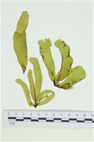 葉苔, 小海帶藏品圖，第1張