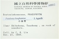 葉苔, 小海帶藏品圖，第2張