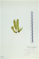 葉苔, 小海帶藏品圖，第3張