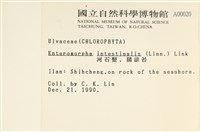 腸滸苔, 河石髮藏品圖，第2張