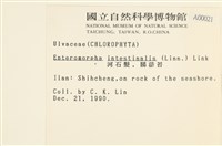 腸滸苔, 河石髮藏品圖，第2張