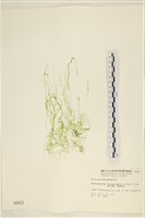 腸滸苔, 河石髮藏品圖，第1張