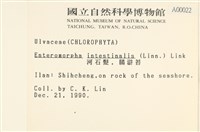 腸滸苔, 河石髮藏品圖，第2張