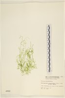 腸滸苔, 河石髮藏品圖，第1張