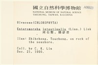 腸滸苔, 河石髮藏品圖，第2張