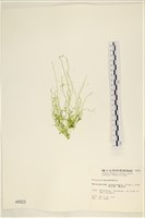 腸滸苔, 河石髮藏品圖，第1張