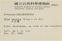 大石蓴, 石蓴藏品圖，第2張