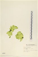 大石蓴, 石蓴藏品圖，第1張