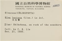 大石蓴, 石蓴藏品圖，第2張