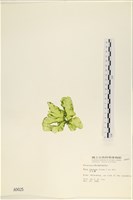 大石蓴, 石蓴藏品圖，第3張