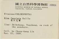 長片石蓴, 裂片石蓴藏品圖，第2張