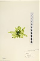 長片石蓴, 裂片石蓴藏品圖，第3張