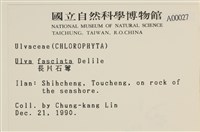長片石蓴, 裂片石蓴藏品圖，第2張