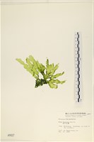 長片石蓴, 裂片石蓴藏品圖，第3張