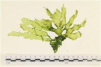 長片石蓴, 裂片石蓴藏品圖，第1張