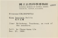 長片石蓴, 裂片石蓴藏品圖，第2張