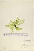 長片石蓴, 裂片石蓴藏品圖，第1張