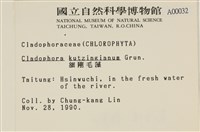 細剛毛藻藏品圖，第2張