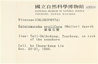 筋條石髮藏品圖，第2張