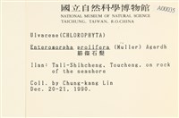 筋條石髮藏品圖，第2張