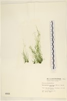 筋條石髮藏品圖，第1張