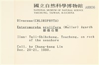 筋條石髮藏品圖，第2張