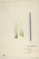 筋條石髮藏品圖，第1張