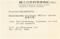 筋條石髮藏品圖，第2張